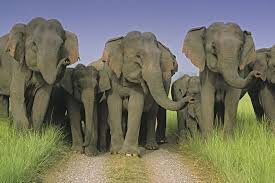 five elephants