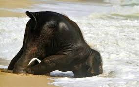 tired elephant